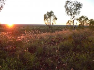  cinematic view of the long grass near the hill